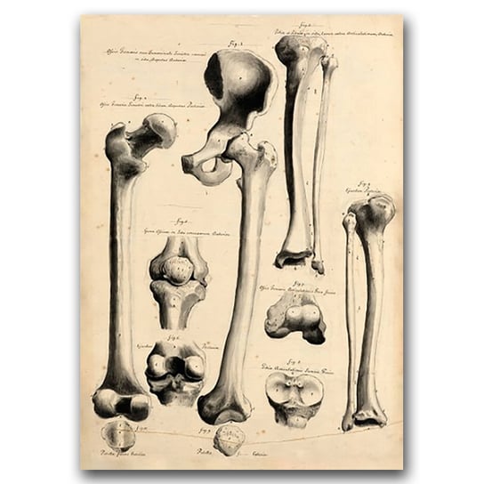 Retro plakat John Fotherby Human Anatomy Print A2 Vintageposteria