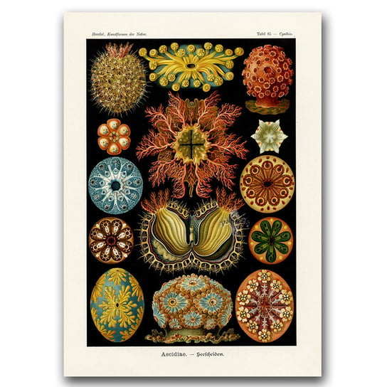 Retro plakat Sea Animal Ascidiae Haeckel Ernst A1 Vintageposteria