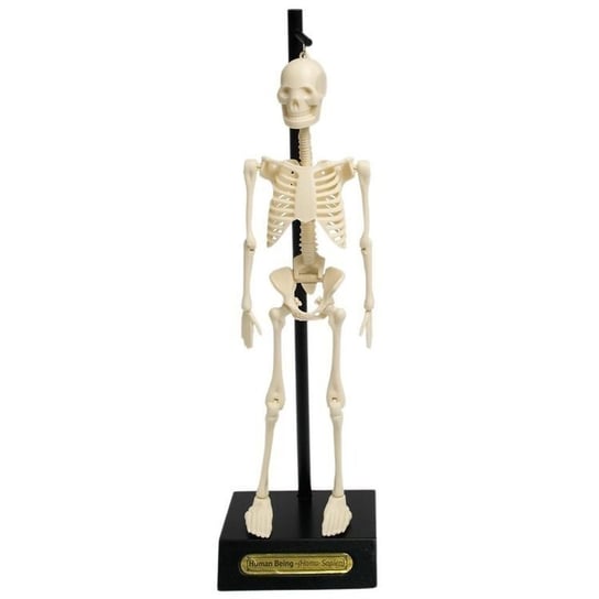 Rex London, Anatomiczny model szkieletu Rex London