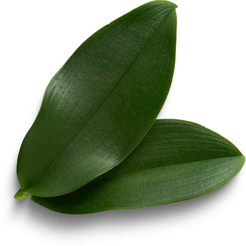 Rhineler Honesty