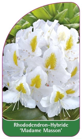 Rhododendron 'Madame Masson' Euroflora