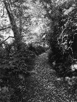 Robert Adams. An Old Forest Road Konig Walther, Knig Walther Buchhandlung Gmbh&Co. Kg
