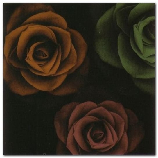 Rose Trio I plakat obraz 50x50cm Wizard+Genius