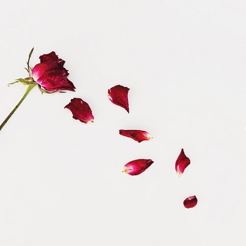 Roses Final Draft