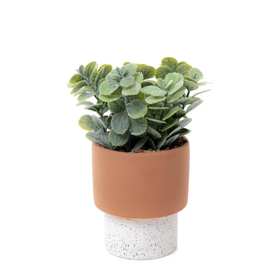 Roślina KWIATEK DOMS w ceramicznej doniczce 22 cm Homla
