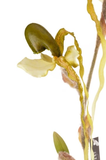 Roślina sztuczna.- exotic orchidea Aluro Aluro