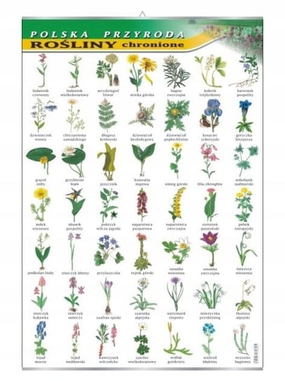 Rośliny chronione botanika plansza plakat VISUAL System