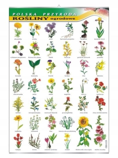 Rośliny ogrodowe botanika plansza plakat VISUAL System