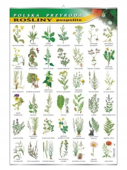 Rośliny pospolite botanika plansza plakat VISUAL System