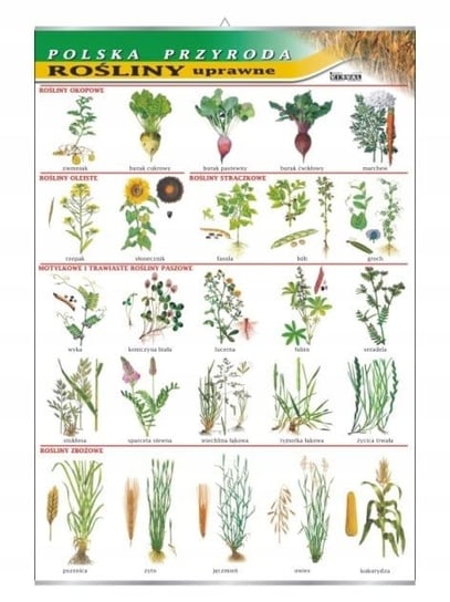 Rośliny uprawne botanika plansza plakat VISUAL System