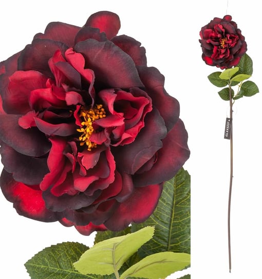 Róża bordowa Aluro Aluro
