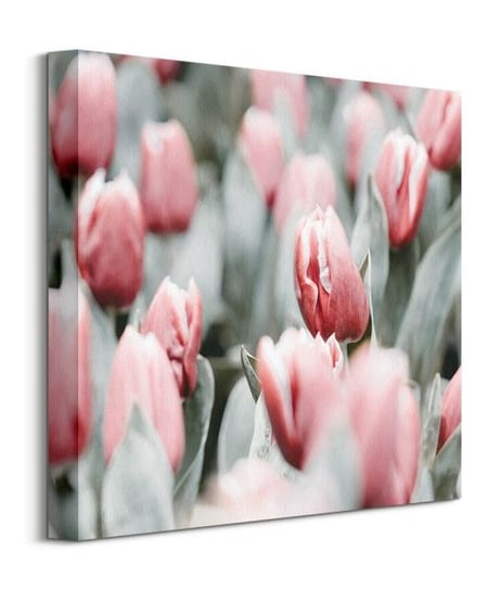 Różowe tulipany - obraz na płótnie Nice Wall