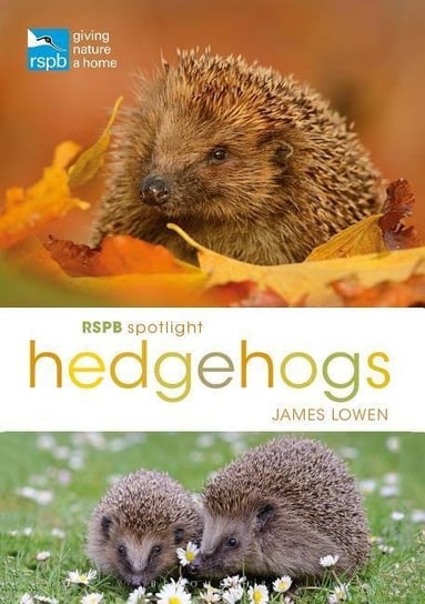RSPB Spotlight Hedgehogs Lowen James