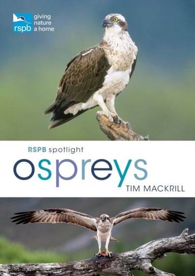 Rspb Spotlight Osprey Mackrill Tim