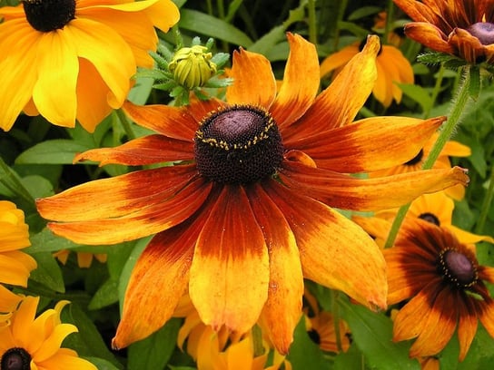 RUDBEKIA JEŻÓWKA DWUBARWNA 1 GRAM NASION DobreNasiona.pl