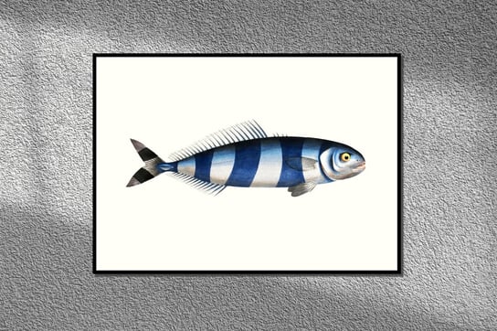 Ryba pilot, grafika na ścianę, plakat vintage 30x21 cm (A4) / DodoPrint Dodoprint