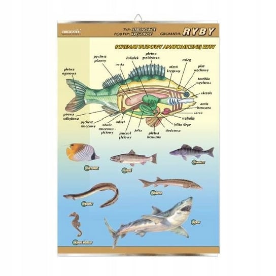 Ryby budowa anatomiczna plansza plakat VISUAL System