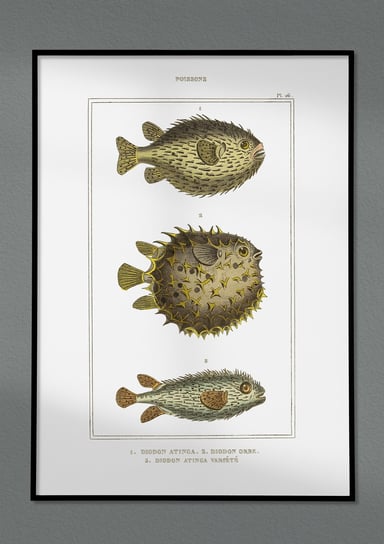 Ryby, stara grafika na ścianę, plakat vintage 21x30 cm (A4) / DodoPrint Dodoprint