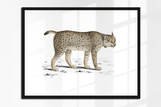 RYŚ ssaki Polski grafika ze starej książki 30x21 cm (A4) / DodoPrint ...