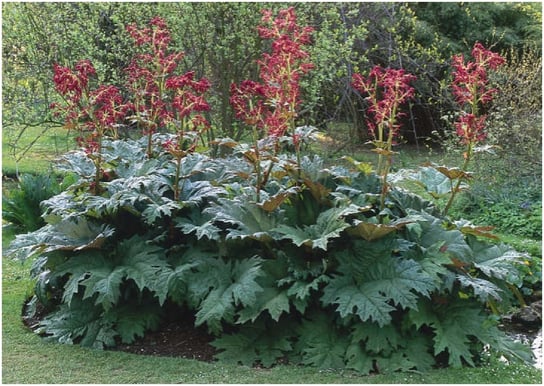 Rzewień Dłoniasty (Rheum Palmatum L.) nasiona 30 sztuk DobreNasiona.pl