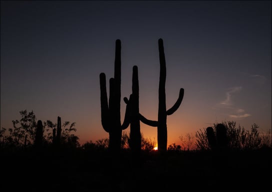 Saguaro cacti at sunset outside Tucson, Arizona, Carol Highsmith - plakat 40x30 cm Galeria Plakatu