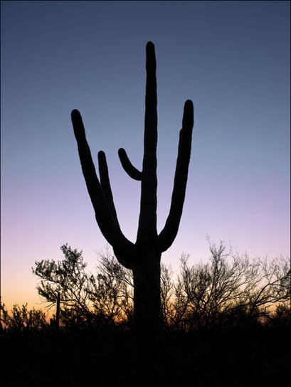 Saguaro Cactus near Tucson in Arizona, USA., Carol Highsmith - plakat 20x30 cm Galeria Plakatu