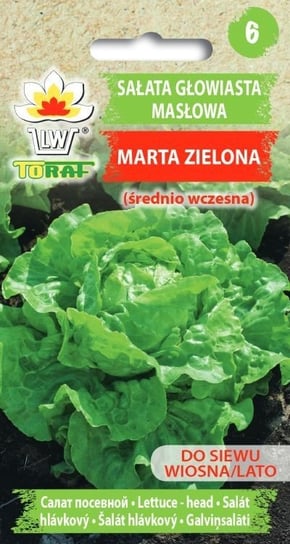 Sałata Masłowa Marta Zielona Lactuca Sativa L. Toraf