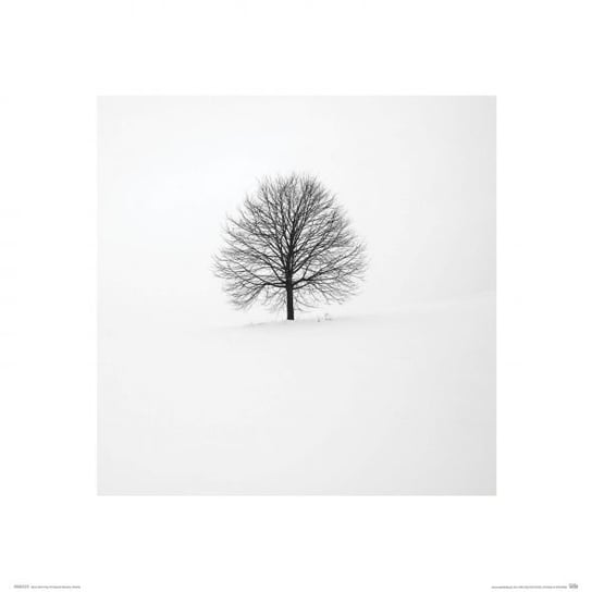 Samotne Drzewo - Reprodukcja Nice Wall