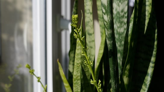 Sansevieria Black Coral sansewieria wężownica ~24 cm P7 DIXIE STORE