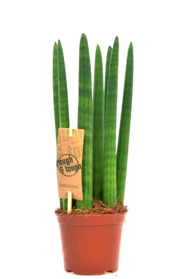 Sansevieria cylindrica,Sansewieria wężownica  ~ 30cm P10 DIXIE STORE