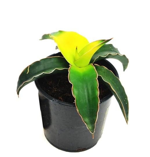 Sansevieria Star Canary sansewieria ~13 cm  P9 DIXIE STORE