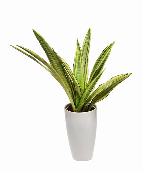 Sansewiera Sansevieria Aubrytiana  Lauren P14 DIXIE STORE