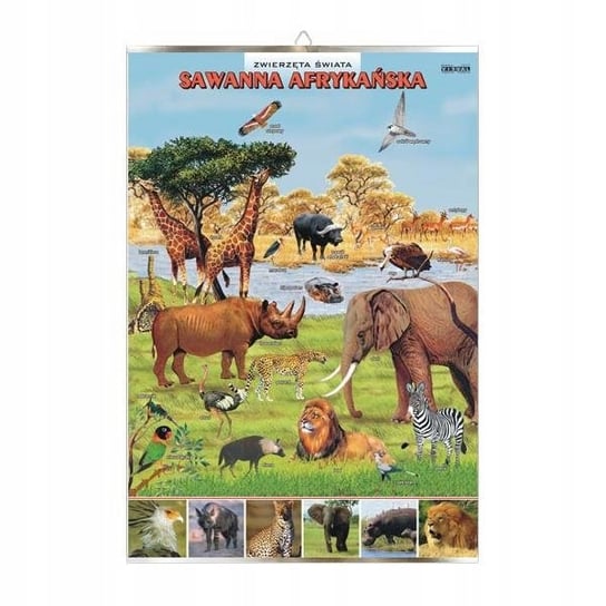 Sawanna afrykańska zwierzęta plansza plakat VISUAL System