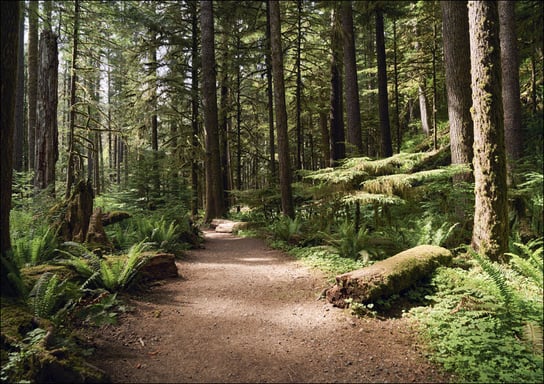 Scene along the trail to Marymere Falls, Carol Highsmith - plakat 84,1x59,4 cm Galeria Plakatu