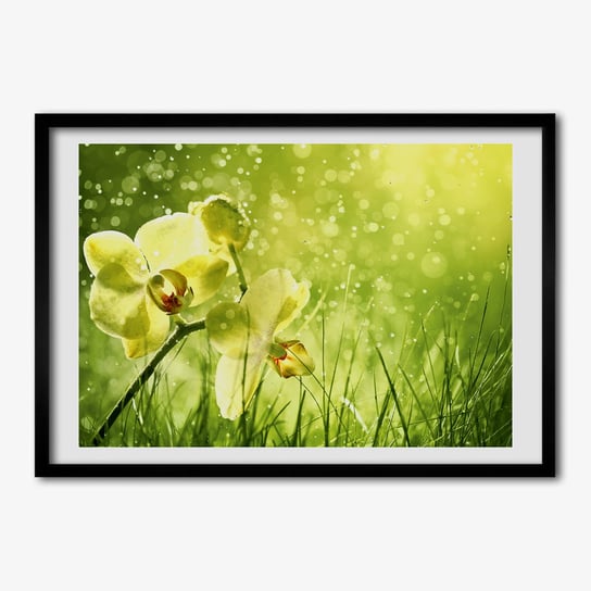 Ścienny foto-obraz do salonu TULUP Orchidea 70x50 cm Tulup