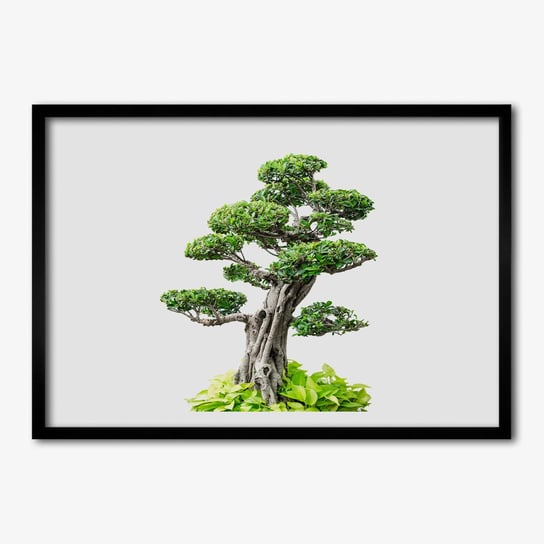 Ścienny foto-obraz w ramie TULUP Drzewo bonsai 70x50 cm cm Tulup