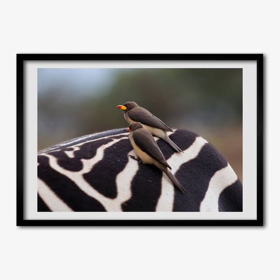 Ścienny foto-obraz w ramie TULUP Ptaki i zebra 70x50 cm cm Tulup