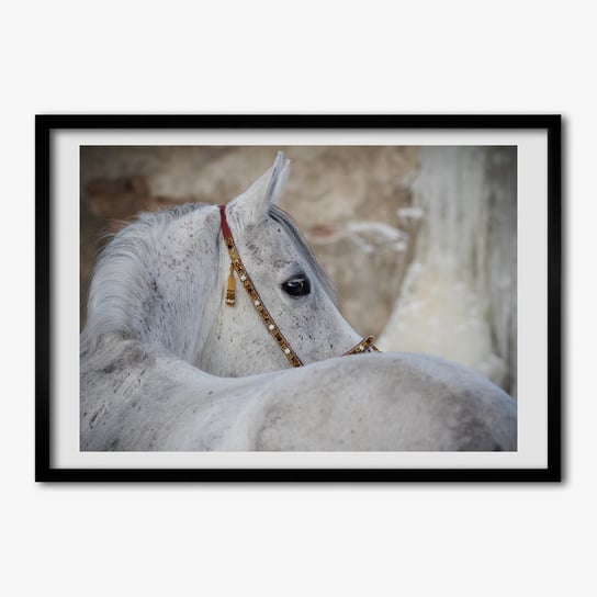 Ścienny obraz z ramką TULUP Biały koń arabski 70x50 cm Tulup