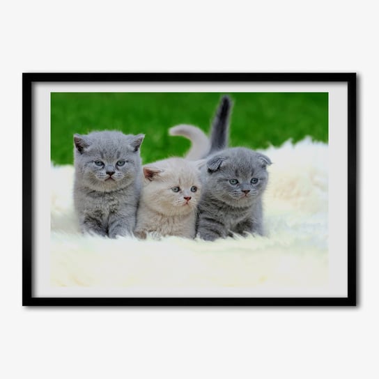 Ścienny obraz z ramką TULUP Trzy koty na kocu 70x50 cm Tulup