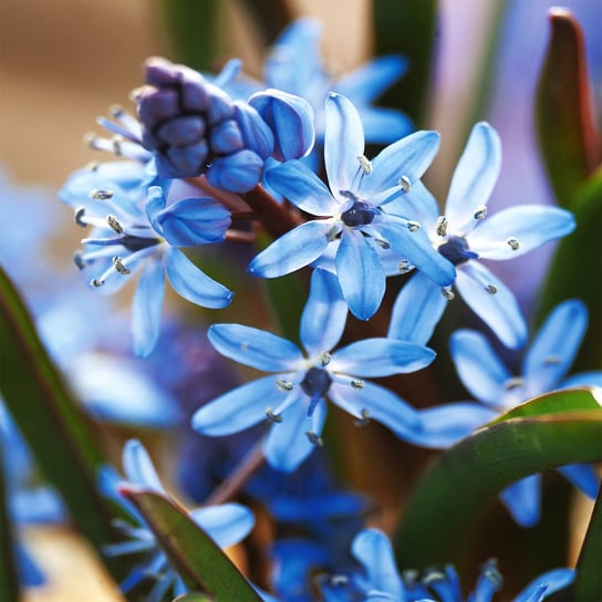 Scilla Cebulica dwulistna Blue 5 szt cebulki BENEX