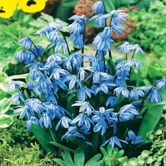 Scilla Cebulica Sibirica 5 szt cebulki BENEX