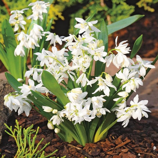 Scilla Cebulica Sibirica White 5 szt cebulki BENEX