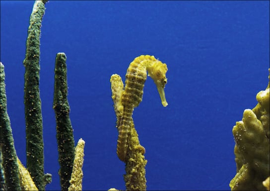 Seahorse., Carol Highsmith - plakat 42x29,7 cm Galeria Plakatu