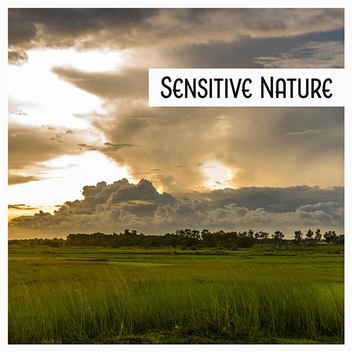 Sensitive Nature – Calmness & Tranquil, Relaxing Sound Nature, Ambient Music, Yoga Meditation Nature Sounds Paradise