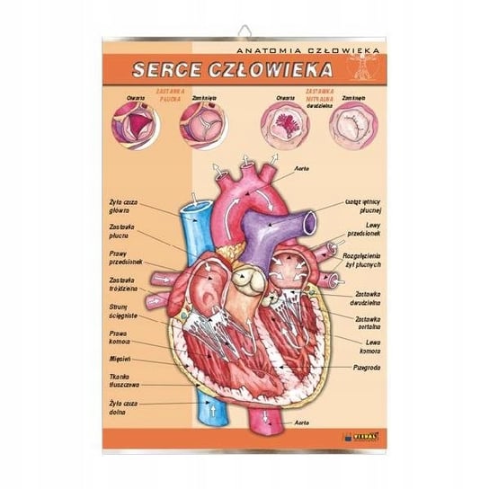 Serce człowieka anatomia plansza plakat VISUAL System