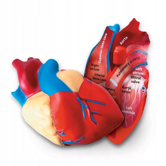 Serce Model serca przekrojowy z pianki anatomia Learning Resources