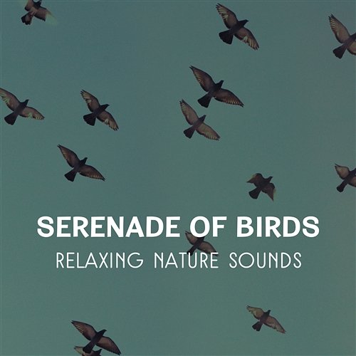 Serenade of Birds – Relaxing Nature Sounds, Healing Music for Peaceful Ambience, Deep Meditation & Sleep Healing Touch Universe