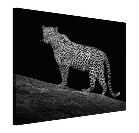 Serengeti Leopard - obraz na płótnie Art Group