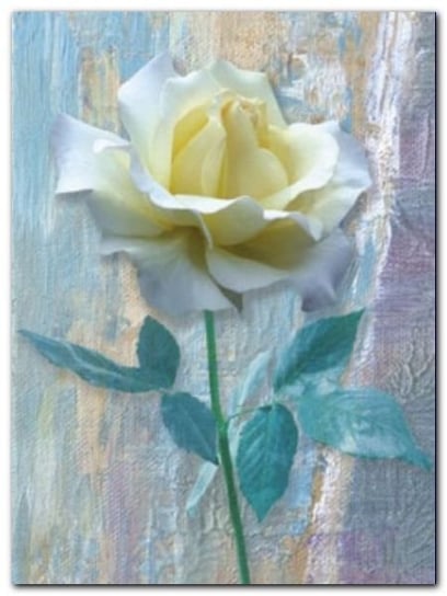 Single White Rose plakat obraz 60x80cm Wizard+Genius