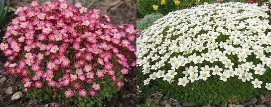 SKALNICA SAXIFRAGA ARENDSII MIX KOLORÓW 200 NASION W. Legutko